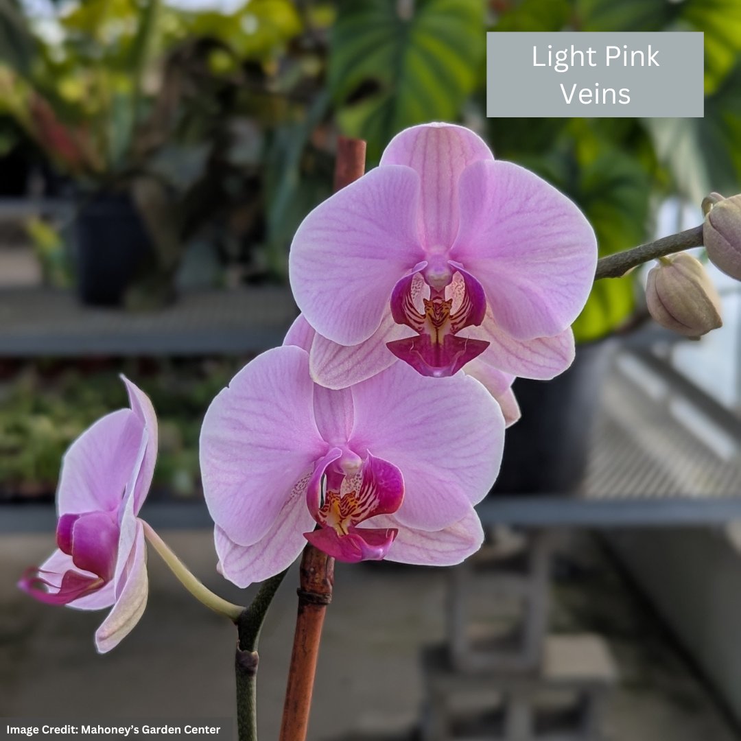 Orchid – 4″/5″ Pot